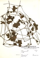 藏品(蛇莓)的圖片